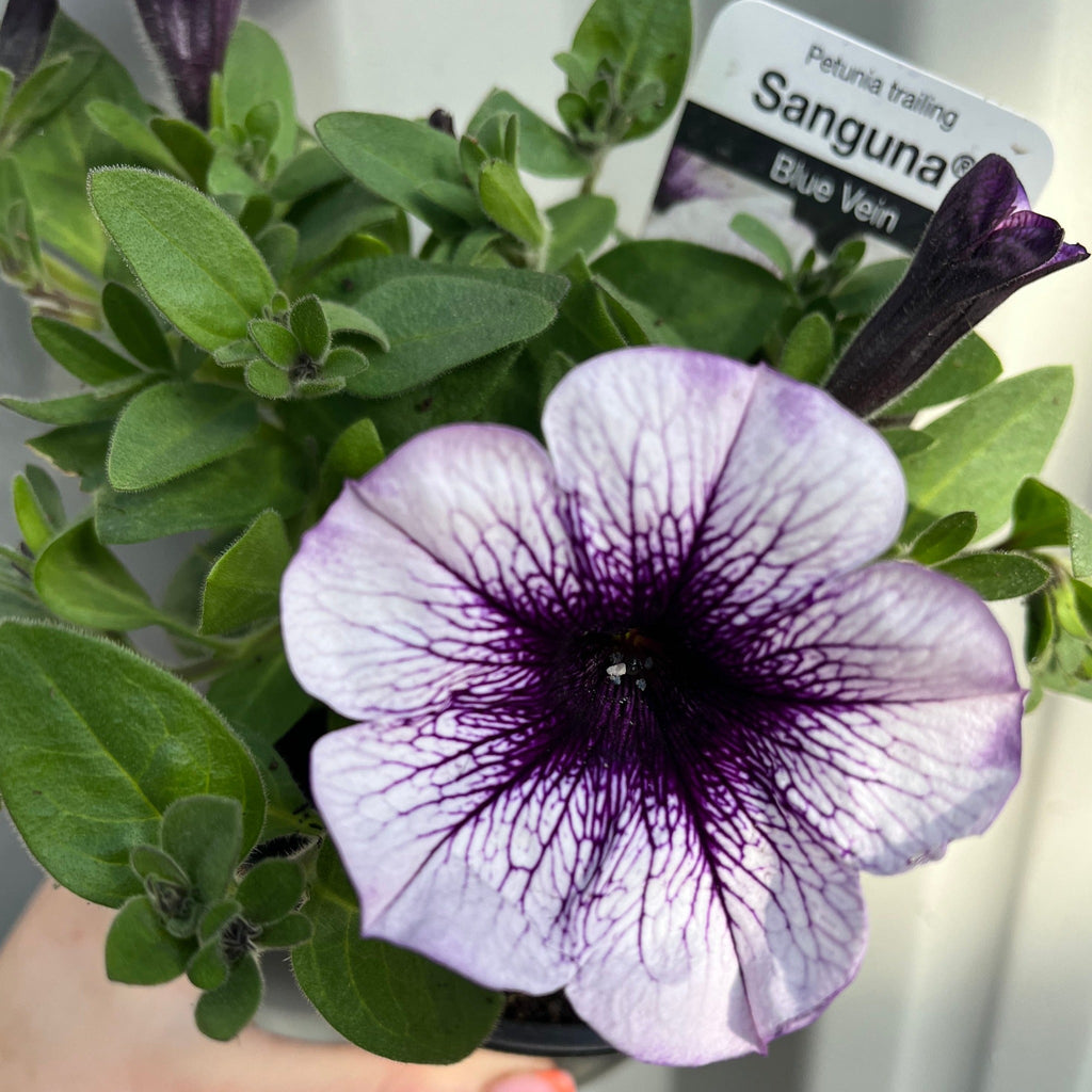 Blue Vein Trailing Petunia 'Surfinia' (9cm Pot)