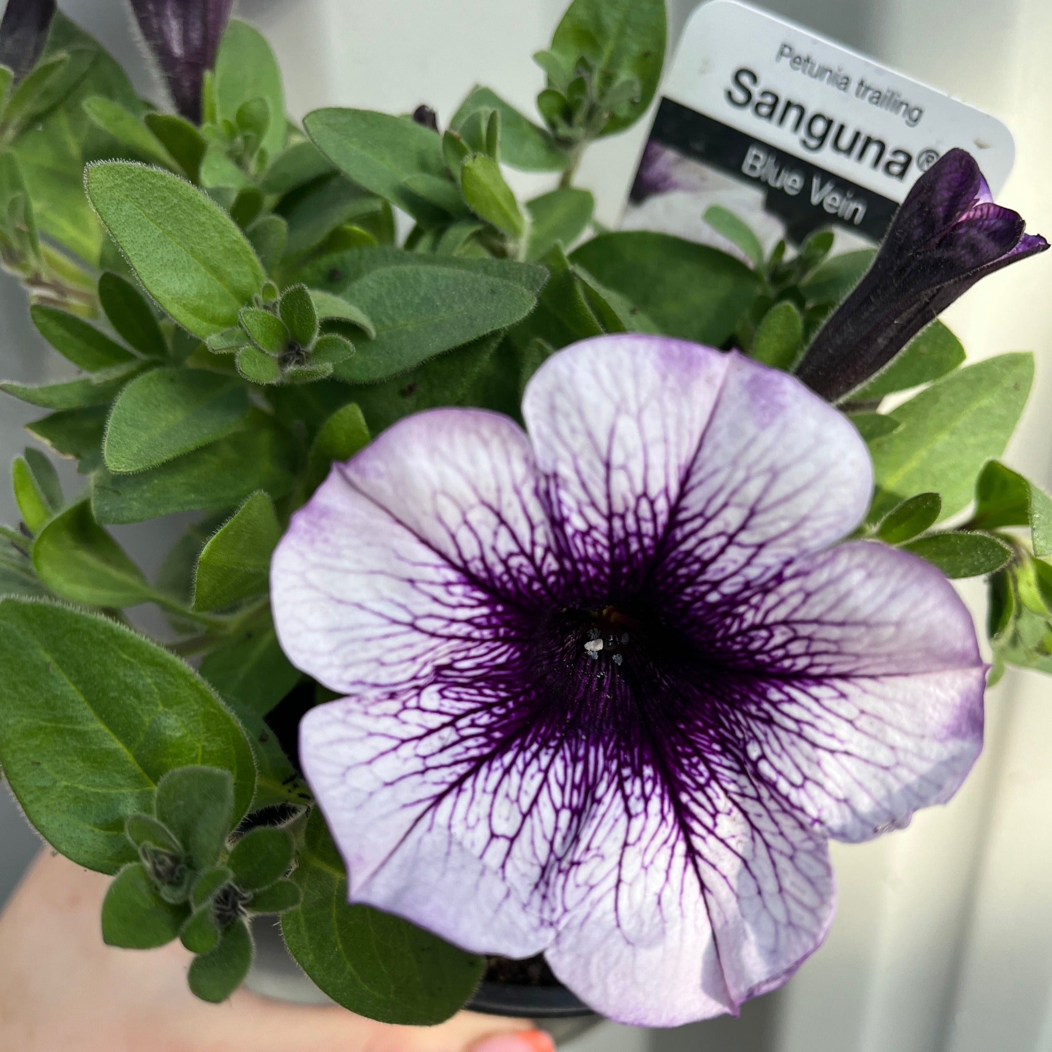 Blue Vein Trailing Petunia 'Surfinia' (9cm Pot)