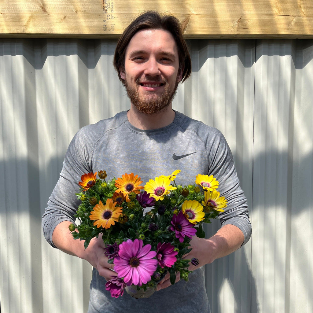 Mix of 3 Osteospermum (African/Cape Daisy) 10cm Pot