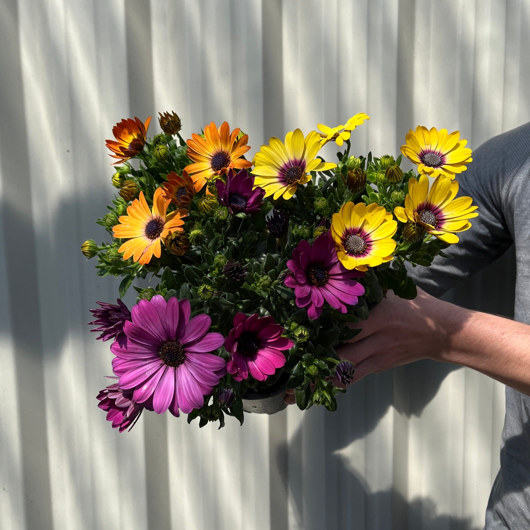 Mix of 3 Osteospermum (African/Cape Daisy) 10cm Pot