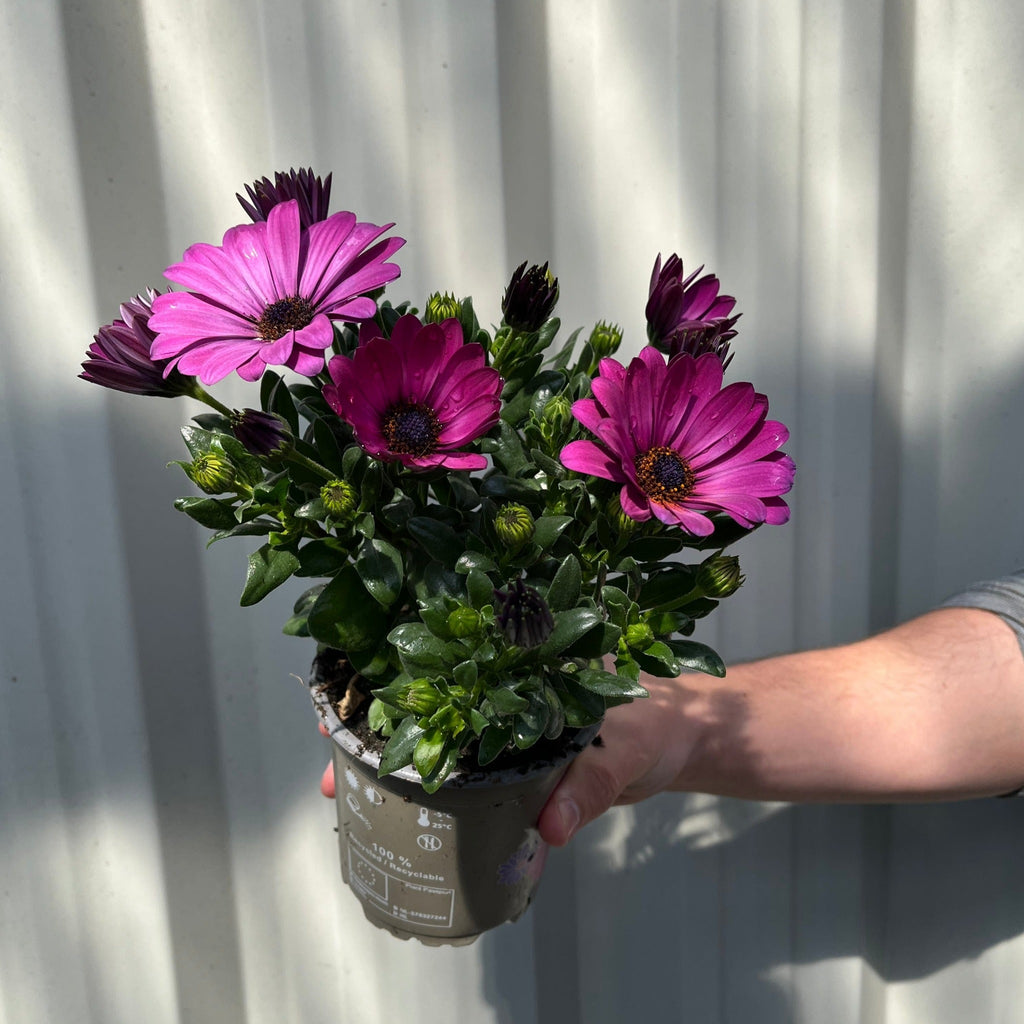 Mix of 3 Osteospermum (African/Cape Daisy) 10cm Pot