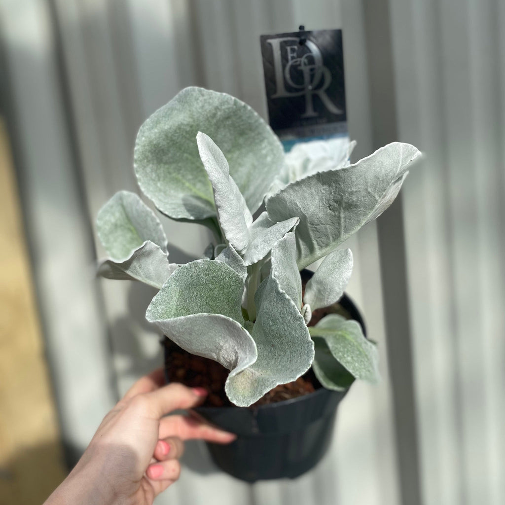 Senecio 'Angel Wings' Evergreen 9cm/2L/5L