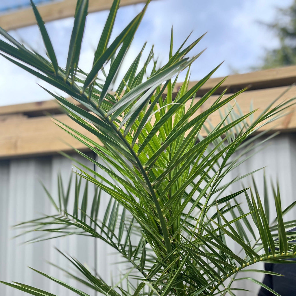 Phoenix Palm | Phoenix canariensis 'Canary Island Date Palm' 60-70cm / 70-80cm