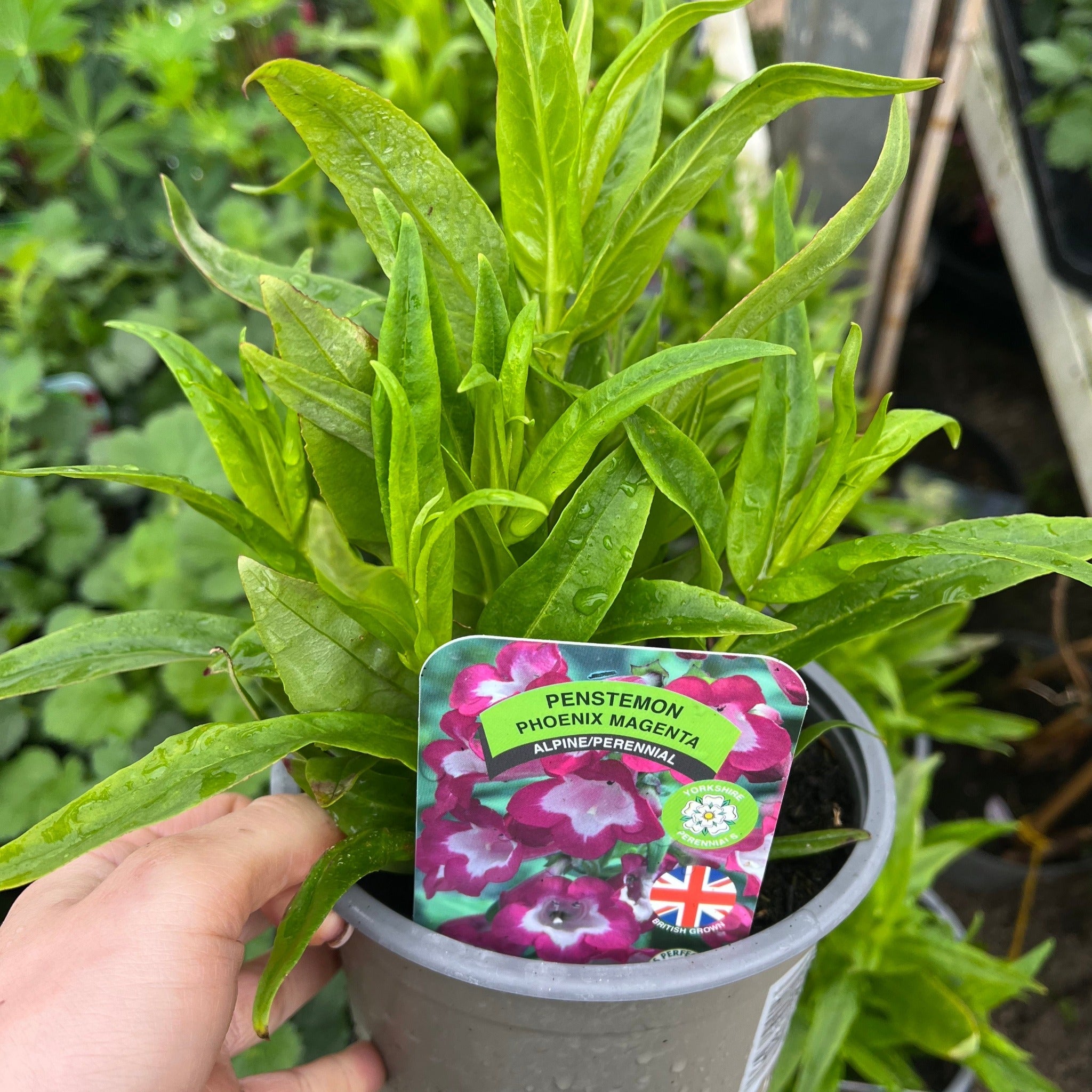 Penstemon ‘Phoenix Magenta’ 1.5L