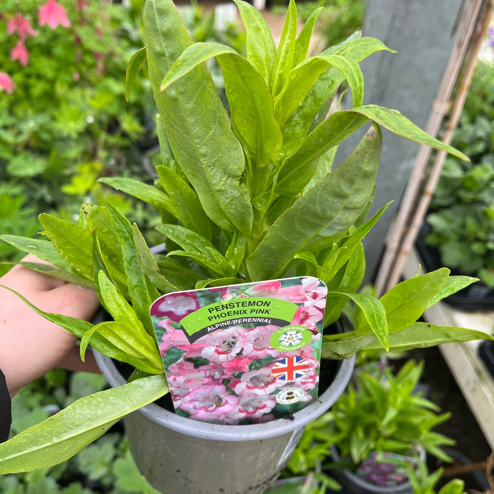 Penstemon 'Hewells Pink' 9cm/1.5L