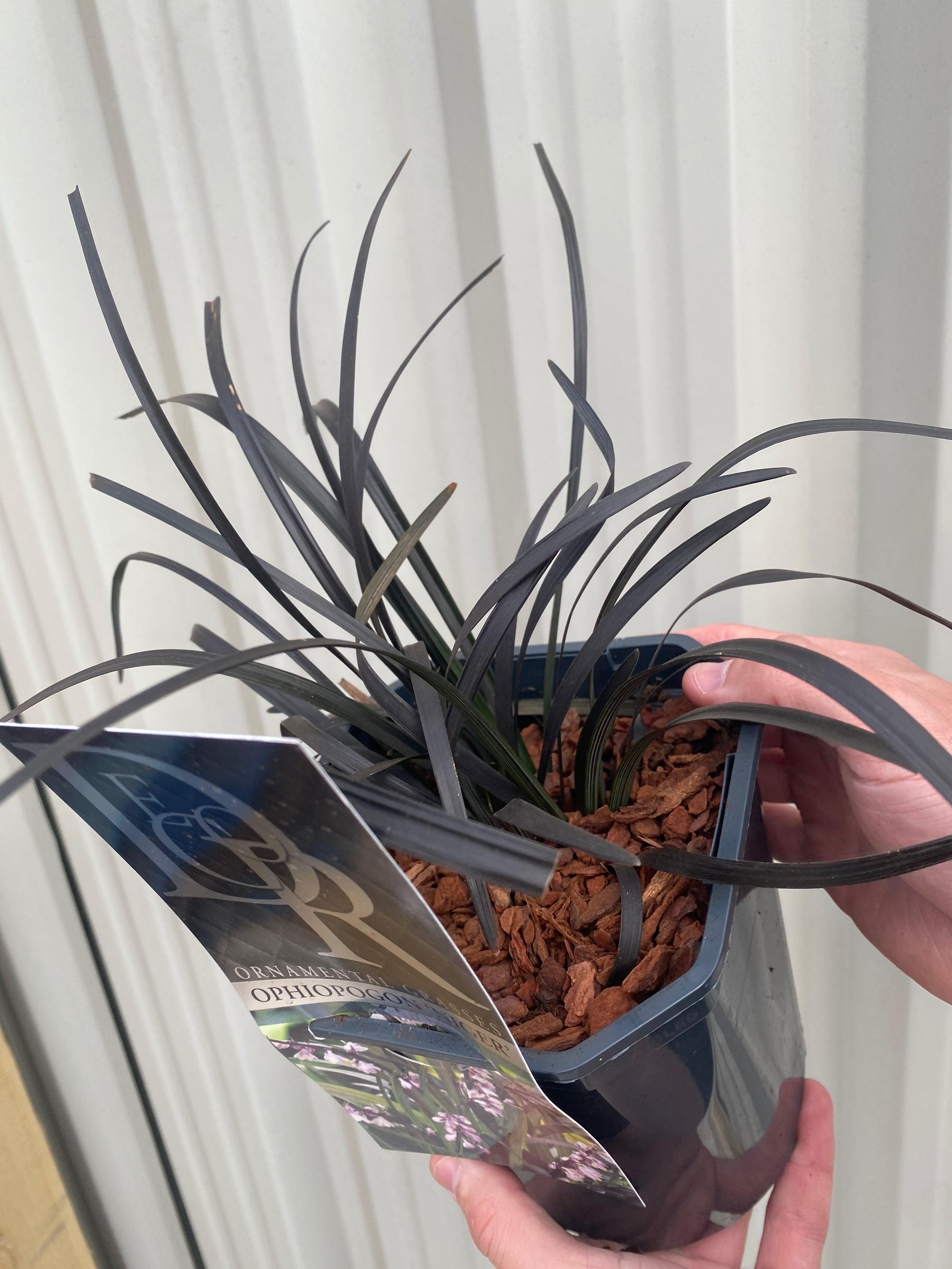 Ophiopogon planiscapus Nigrenscens 'Black Mondo Grass' 2L