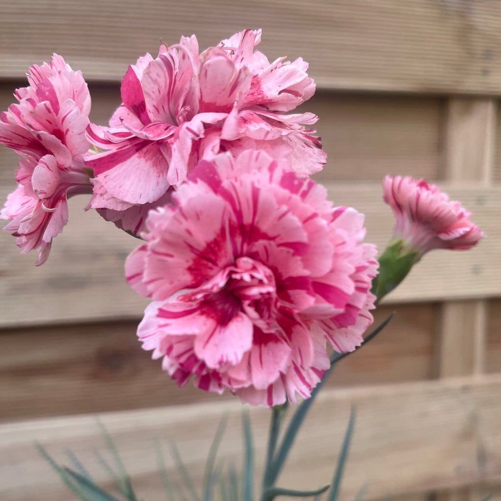 Dianthus 'Doris' 9cm