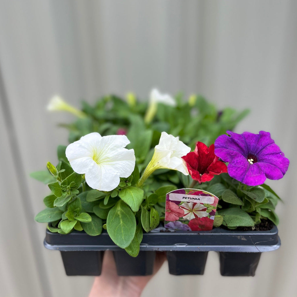Petunia Tray (Tray of 12 Plants)