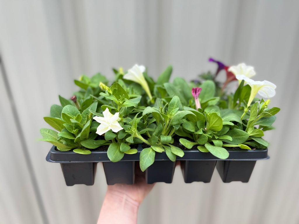Petunia Tray (Tray of 12 Plants)