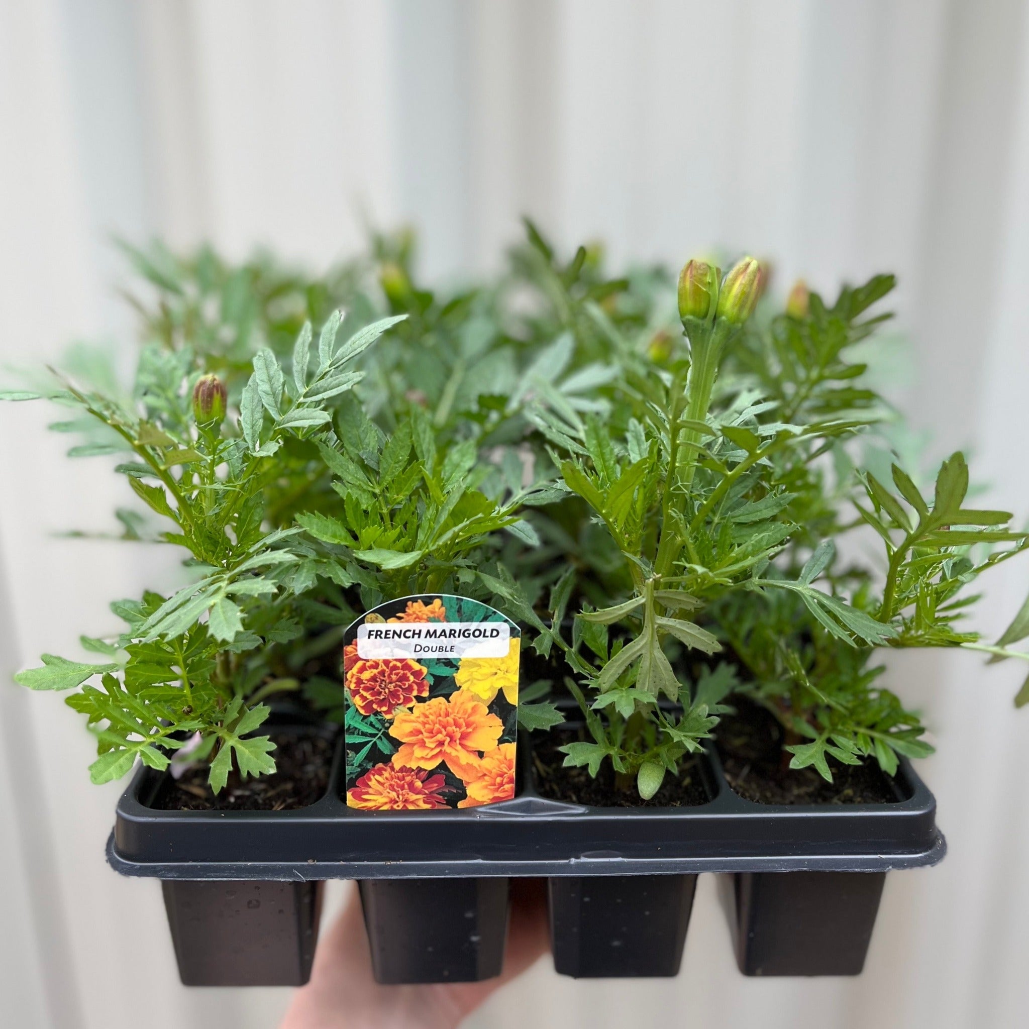 French Double Marigolds (Tray of 20 Plants)