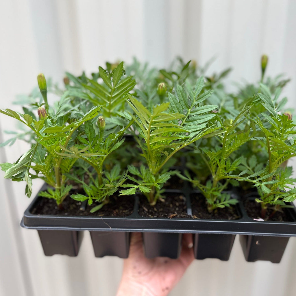 French Double Marigolds (Tray of 20 Plants)