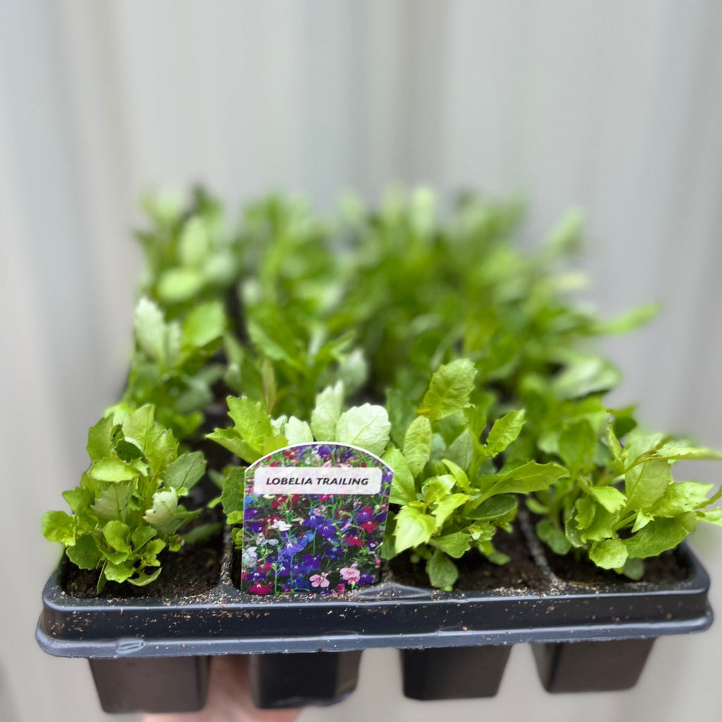 Trailing Lobelia (Tray of 18)