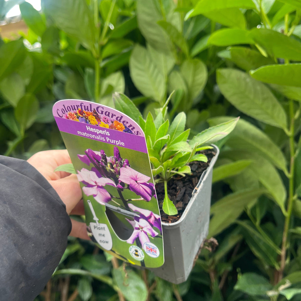 Hesperis matronalis purple 9cm / 2L