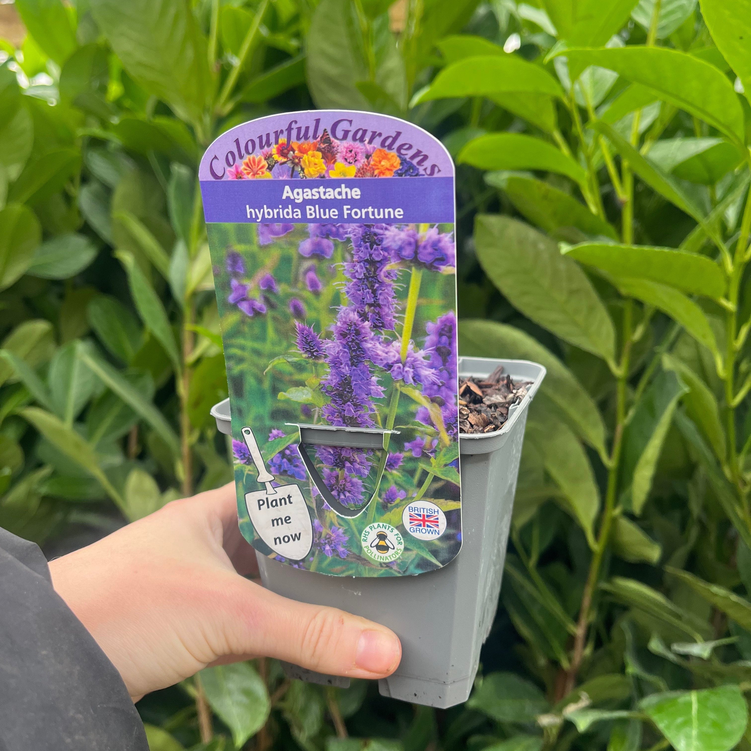 AGASTACHE 'Blue Fortune' 9cm