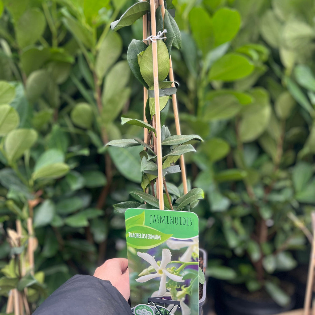 Evergreen Star Jasmine | Trachelospermum jasminoides | Climber