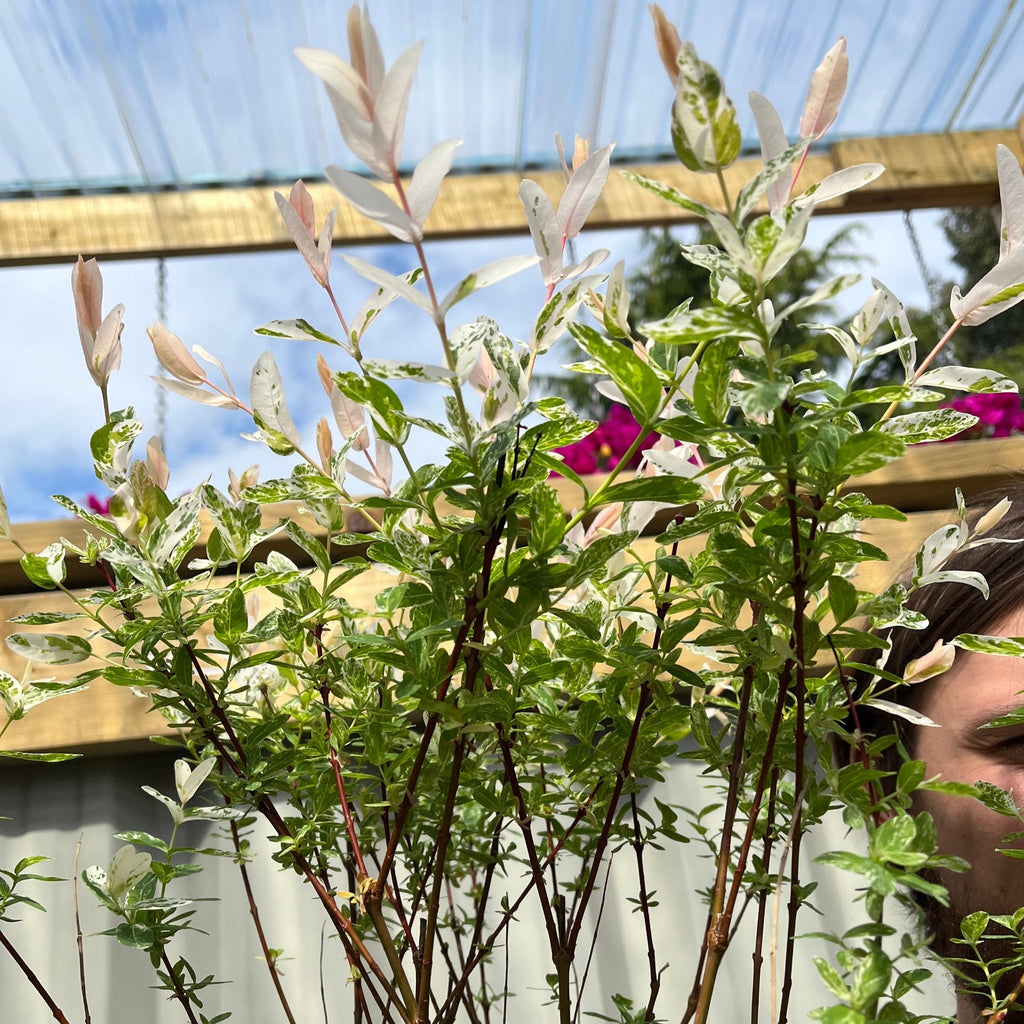 Salix intergra 'Hakuro - Nishiki'  Flamingo Dwarf Willow Tree (multiple sizes available)