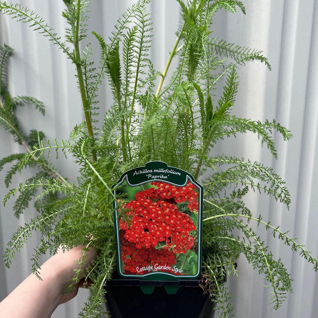 Achllea millefolium 'Paprika' 2L