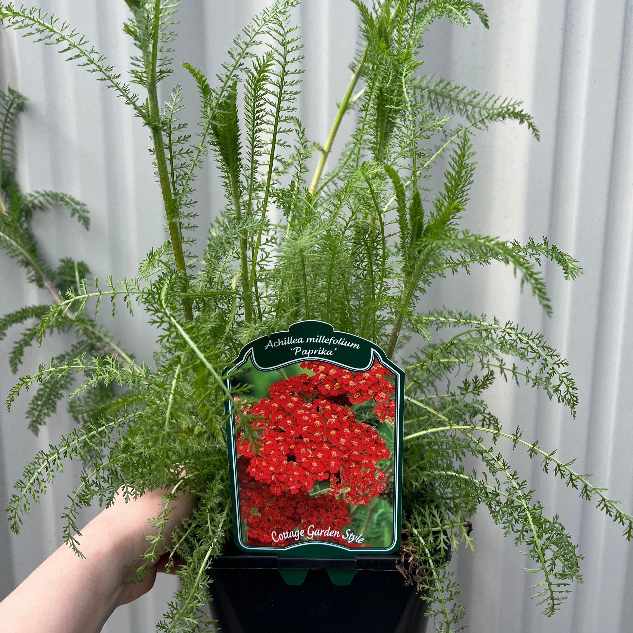 Achllea millefolium 'Paprika' 2L