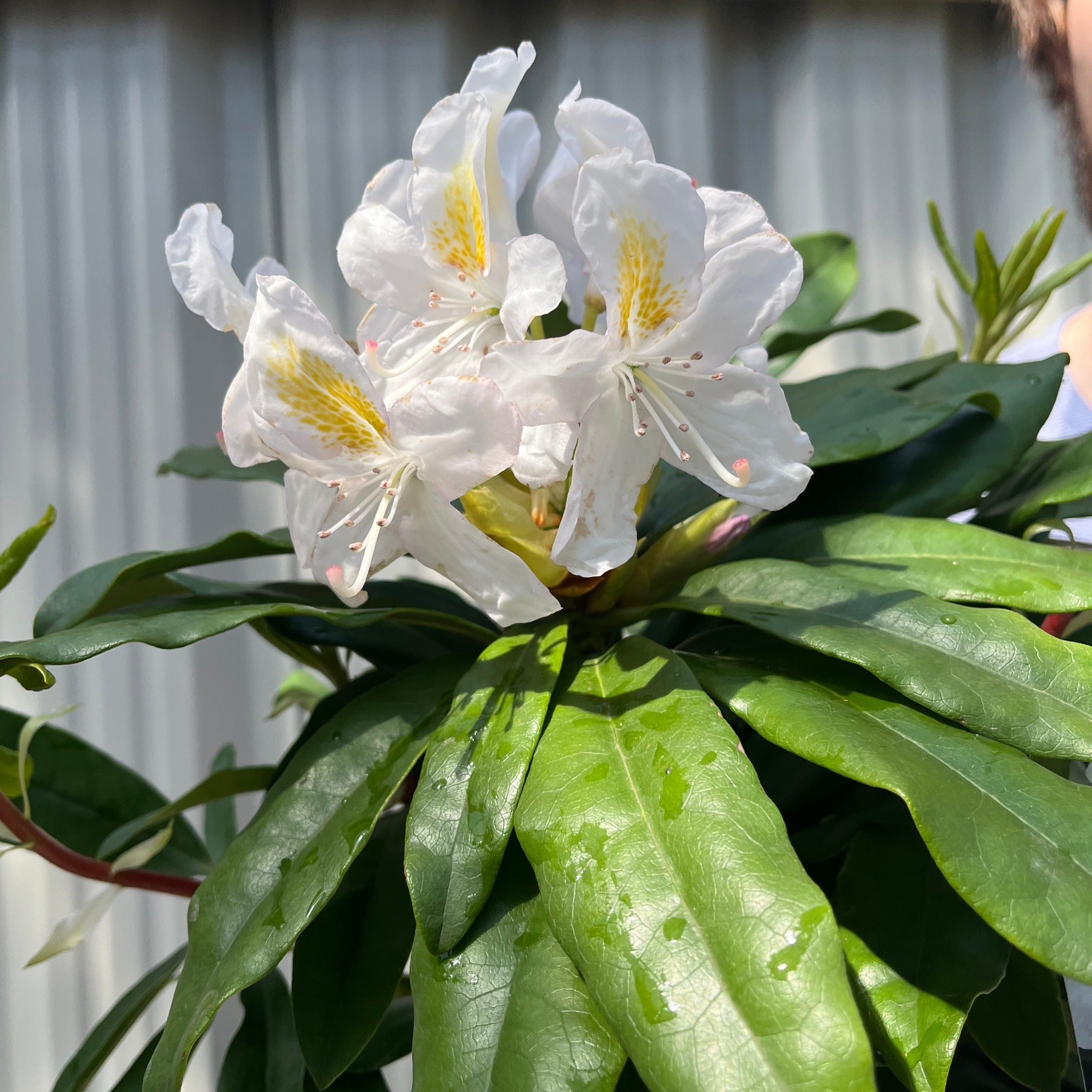 Rhododendron 'Madame Masson' 2L/5L