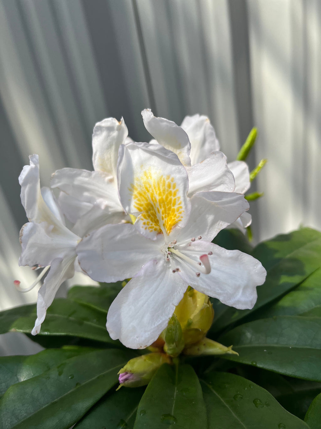 Rhododendron 'Madame Masson' 2L/5L