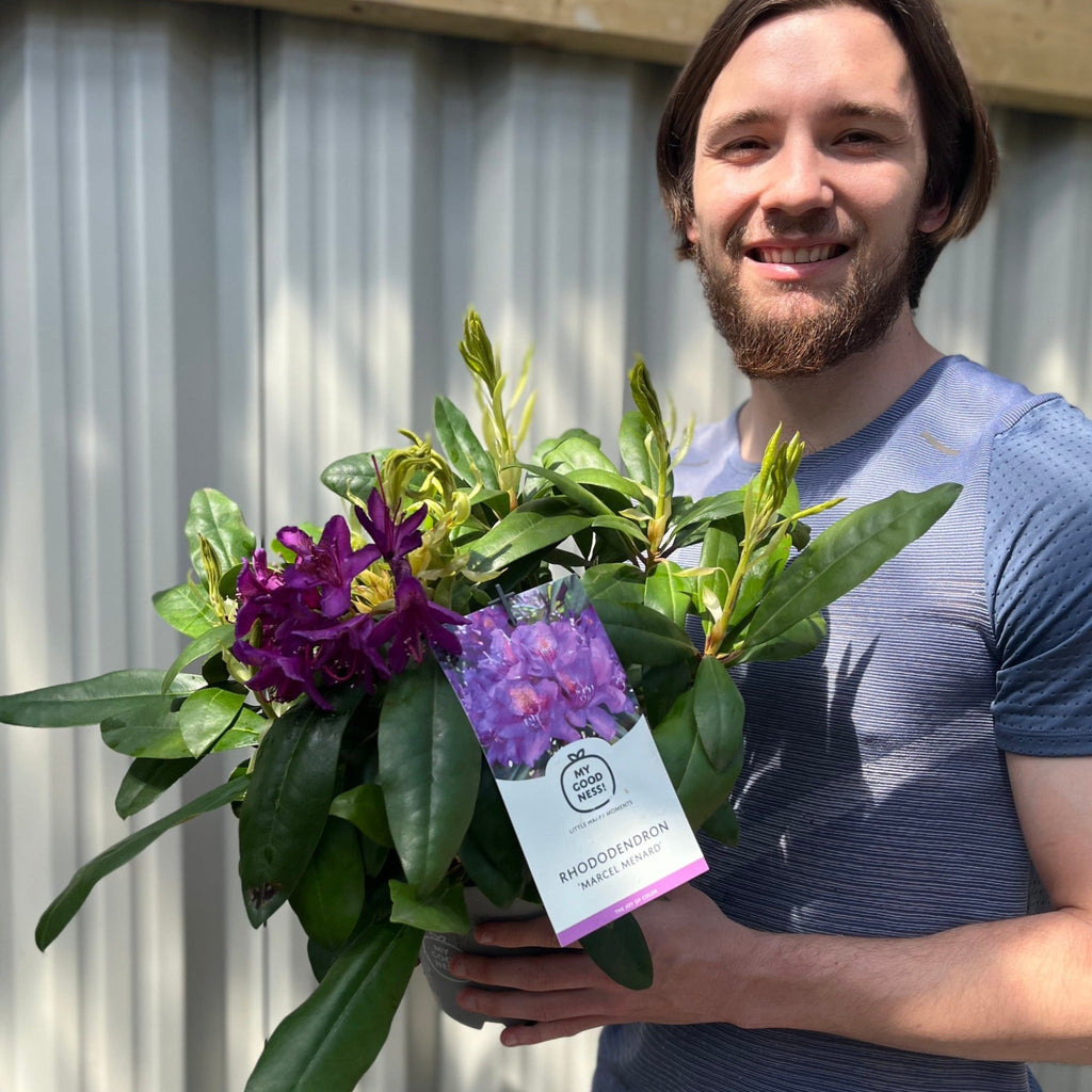 Rhododendron 'Marcel Menard' 2L / 5L