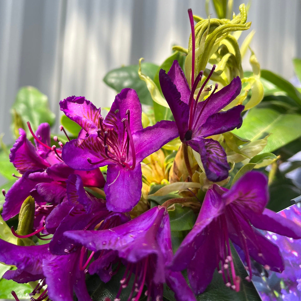 Rhododendron 'Marcel Menard' 2L / 5L