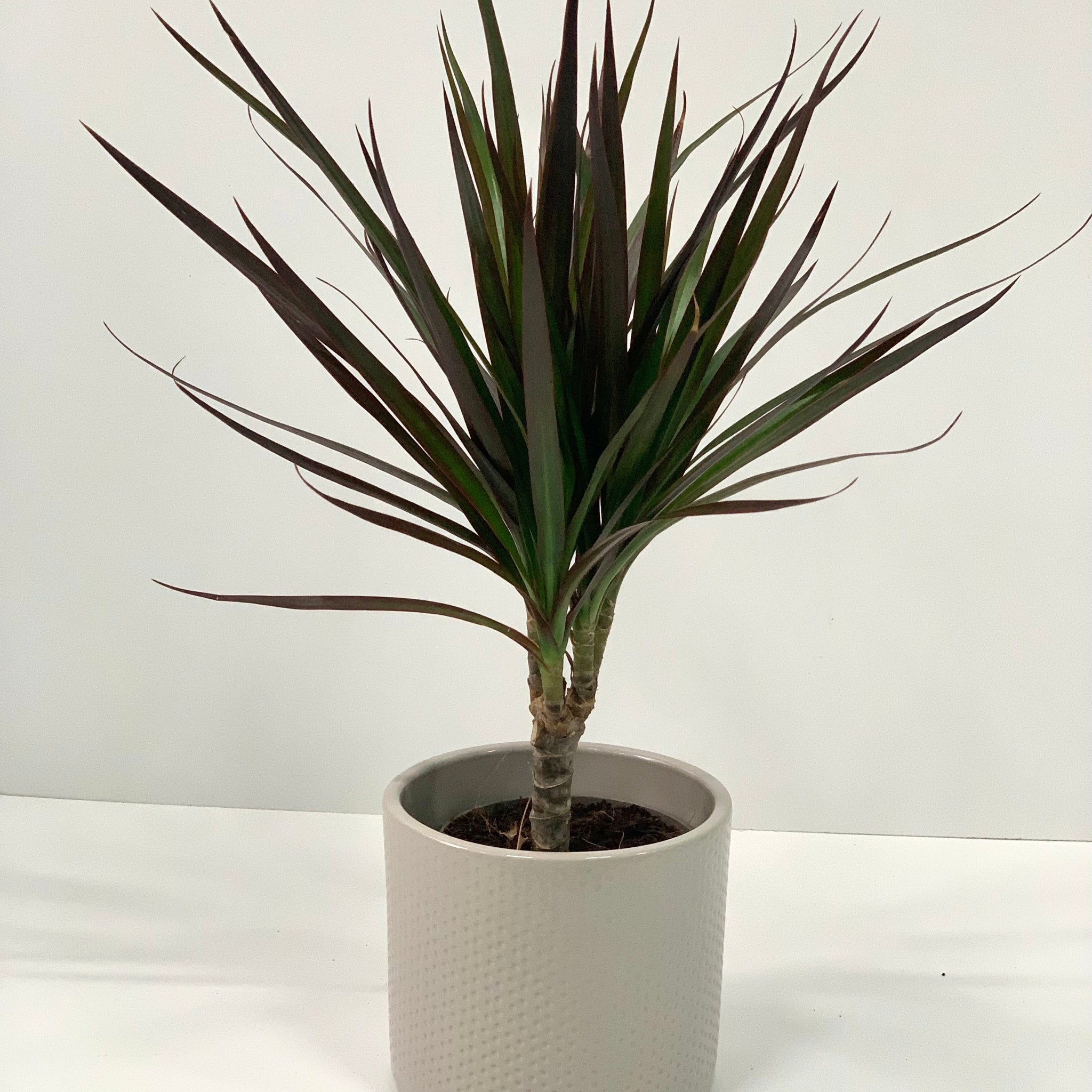 Dracaena Marginata 'Dragon Tree' 1 Stem