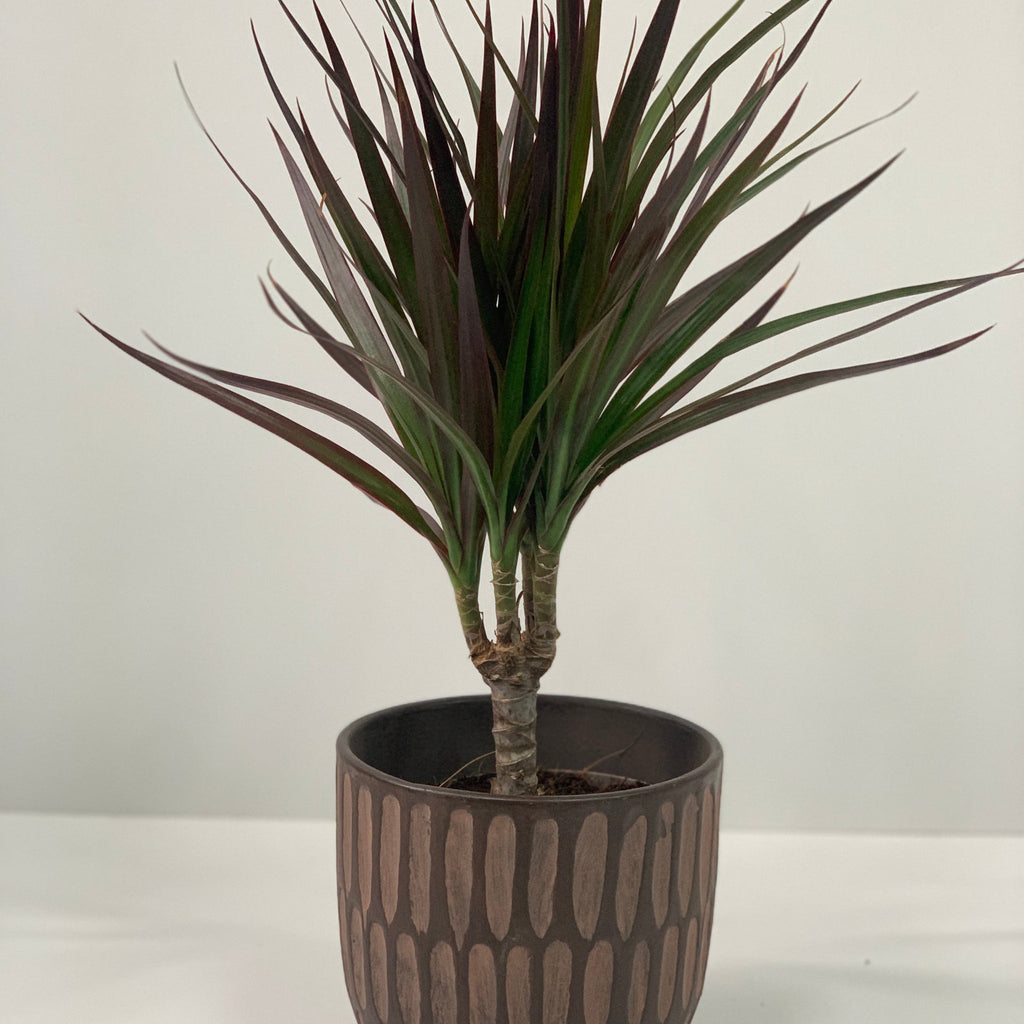 Dracaena Marginata 'Dragon Tree' 1 Stem