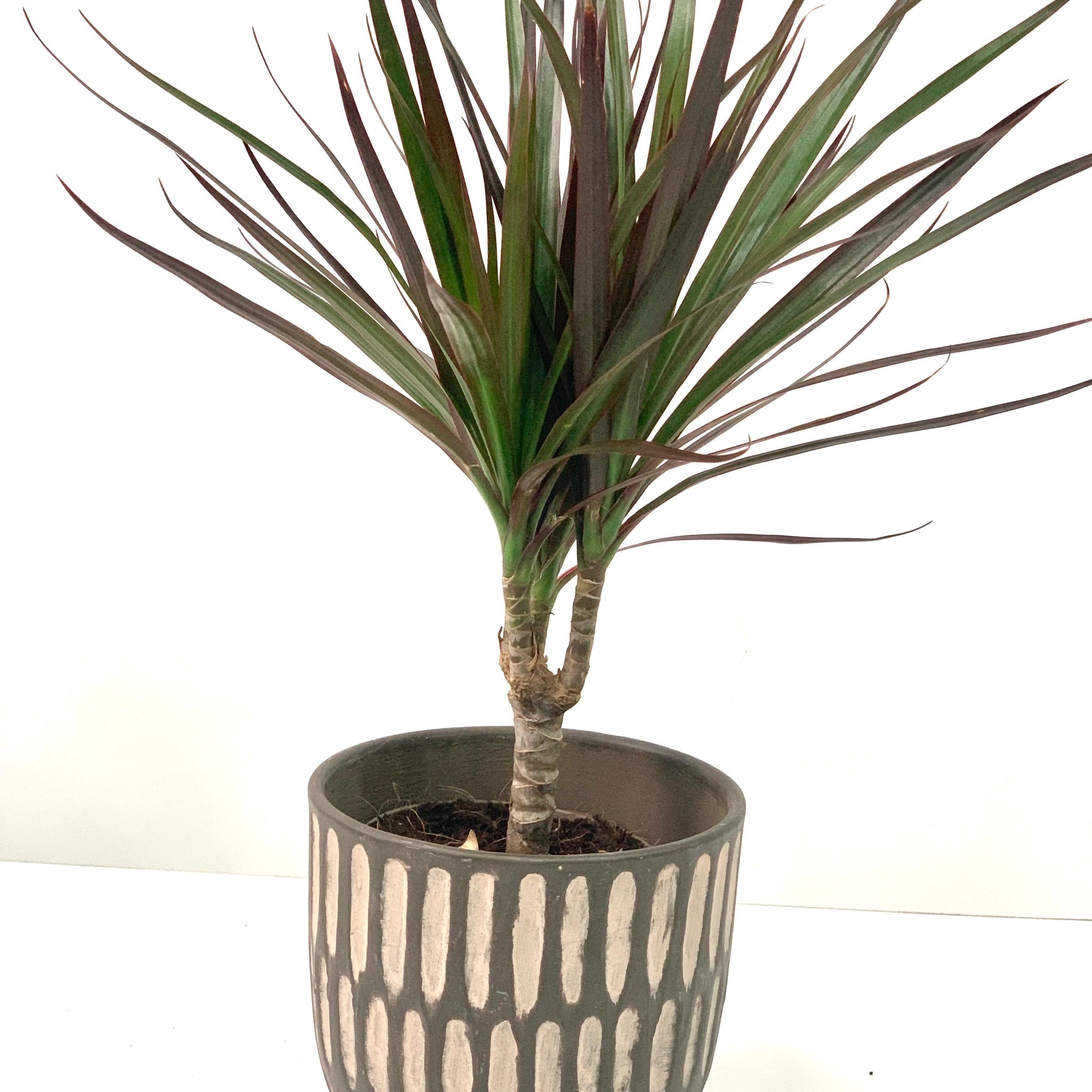 Dracaena Marginata 'Dragon Tree' 1 Stem