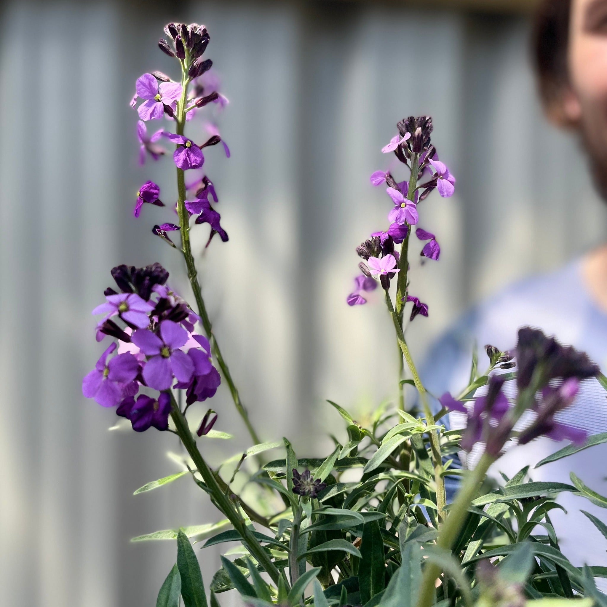 Erysimum 'Bowles Mauve' (Three Sizes Available)