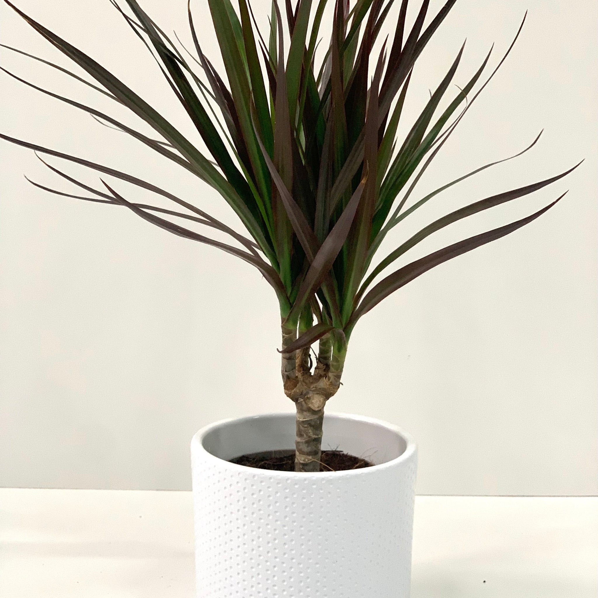 Dracaena Marginata 'Dragon Tree' 1 Stem