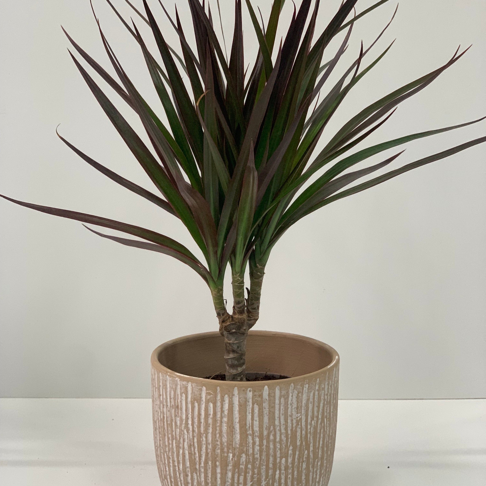 Dracaena Marginata 'Dragon Tree' 1 Stem