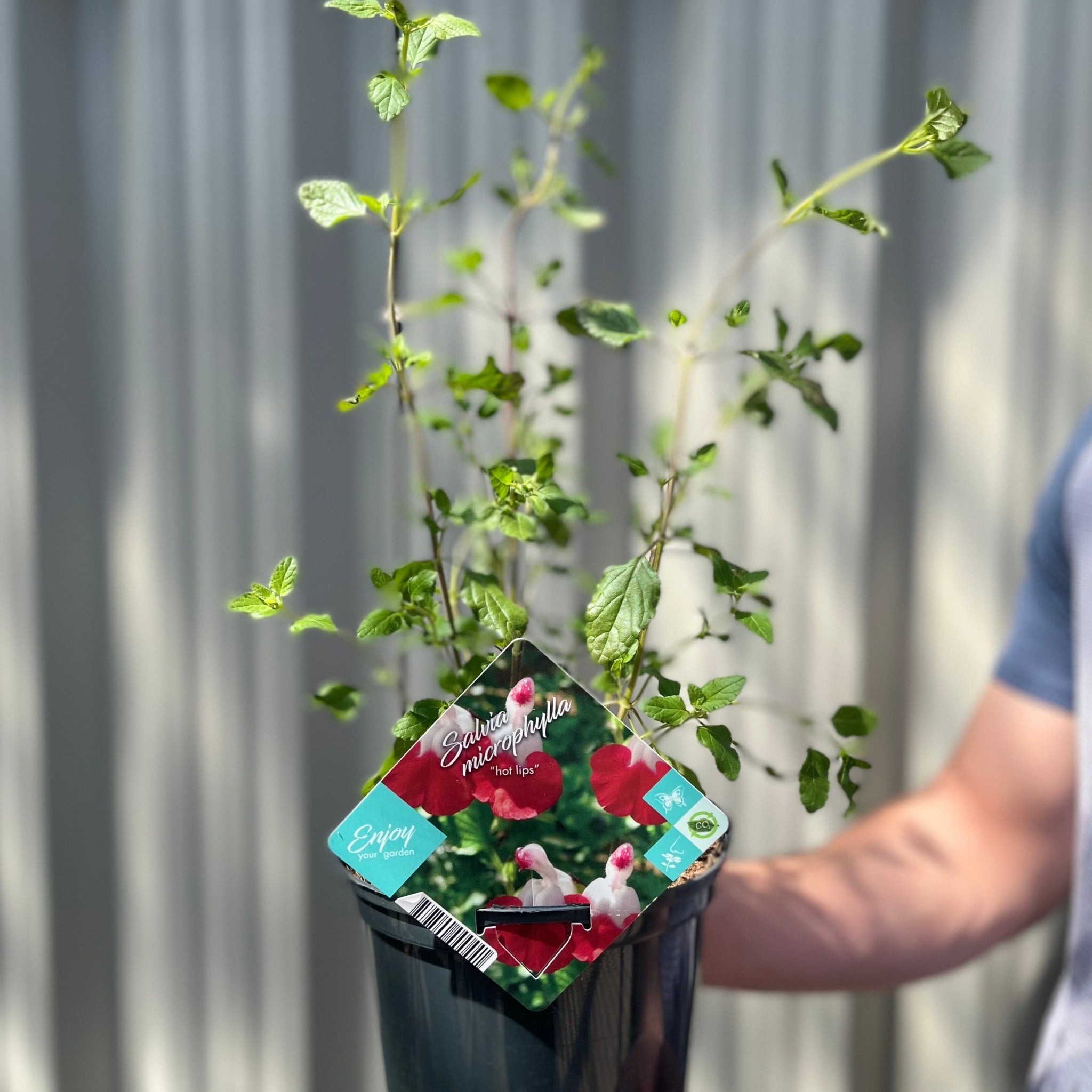 Salvia 'Hot Lips' 9cm/2L