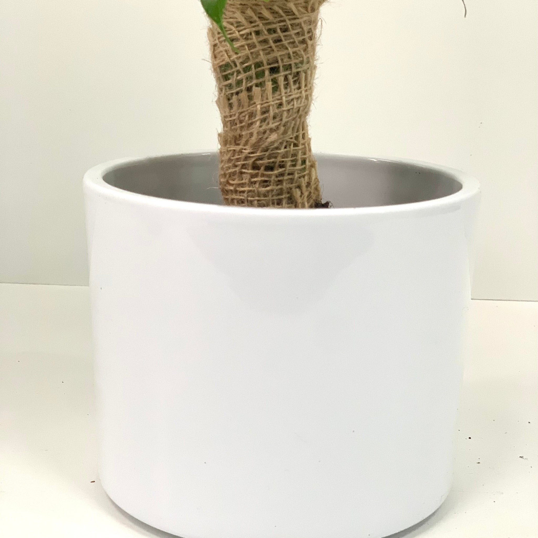 Ficus Natasja Kinky Jute Tree 30-35cm