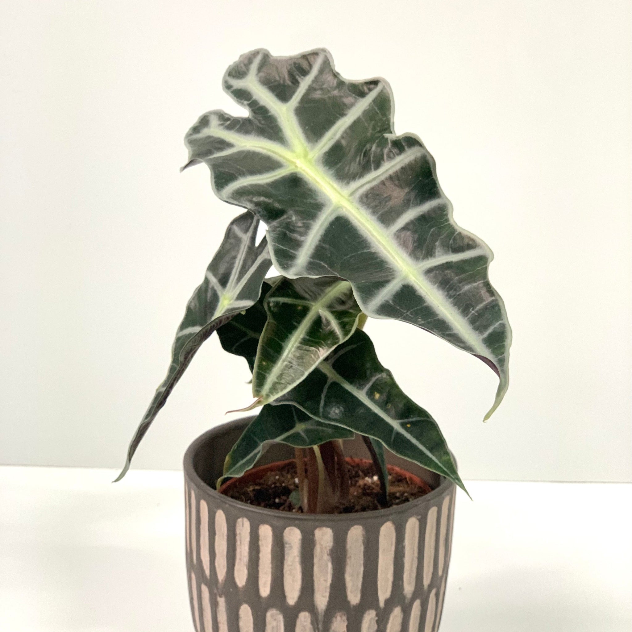 Alocasia (Elephant's Ear) 35-40cm