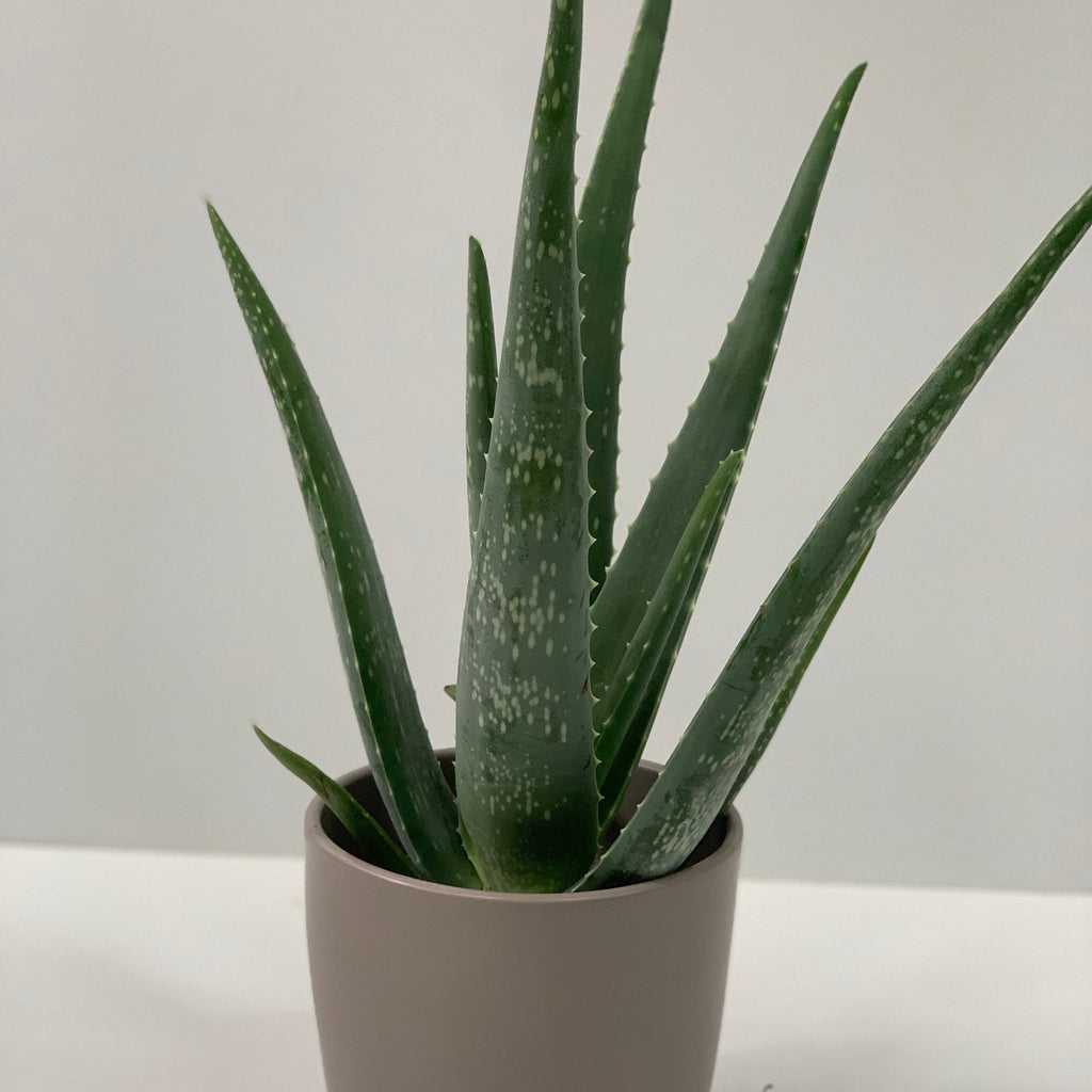 Aloe Vera