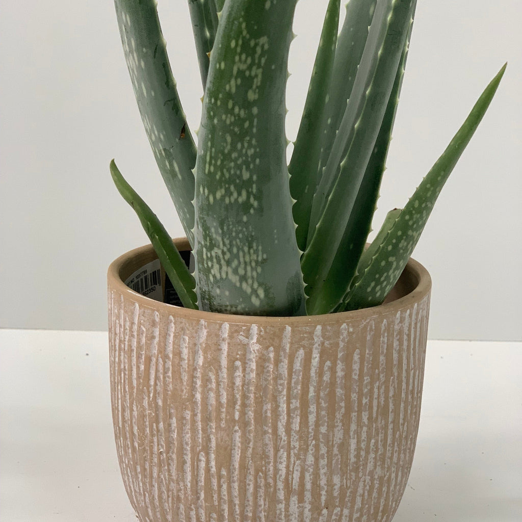 Aloe Vera