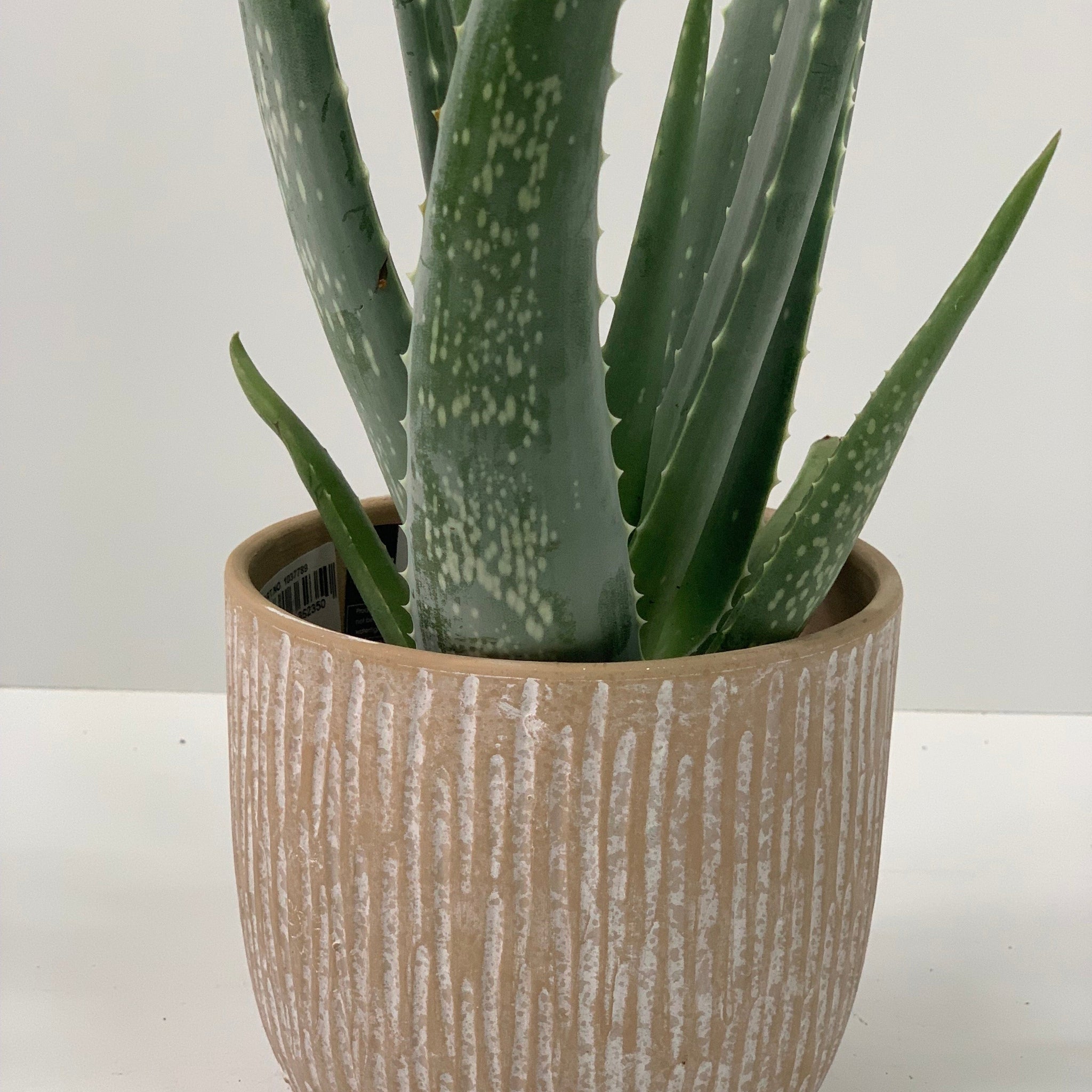 Aloe Vera