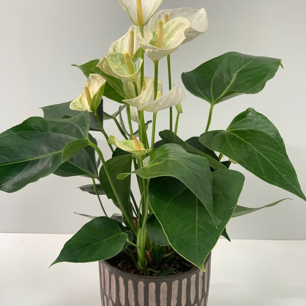 Anthurium - White 40-50cm