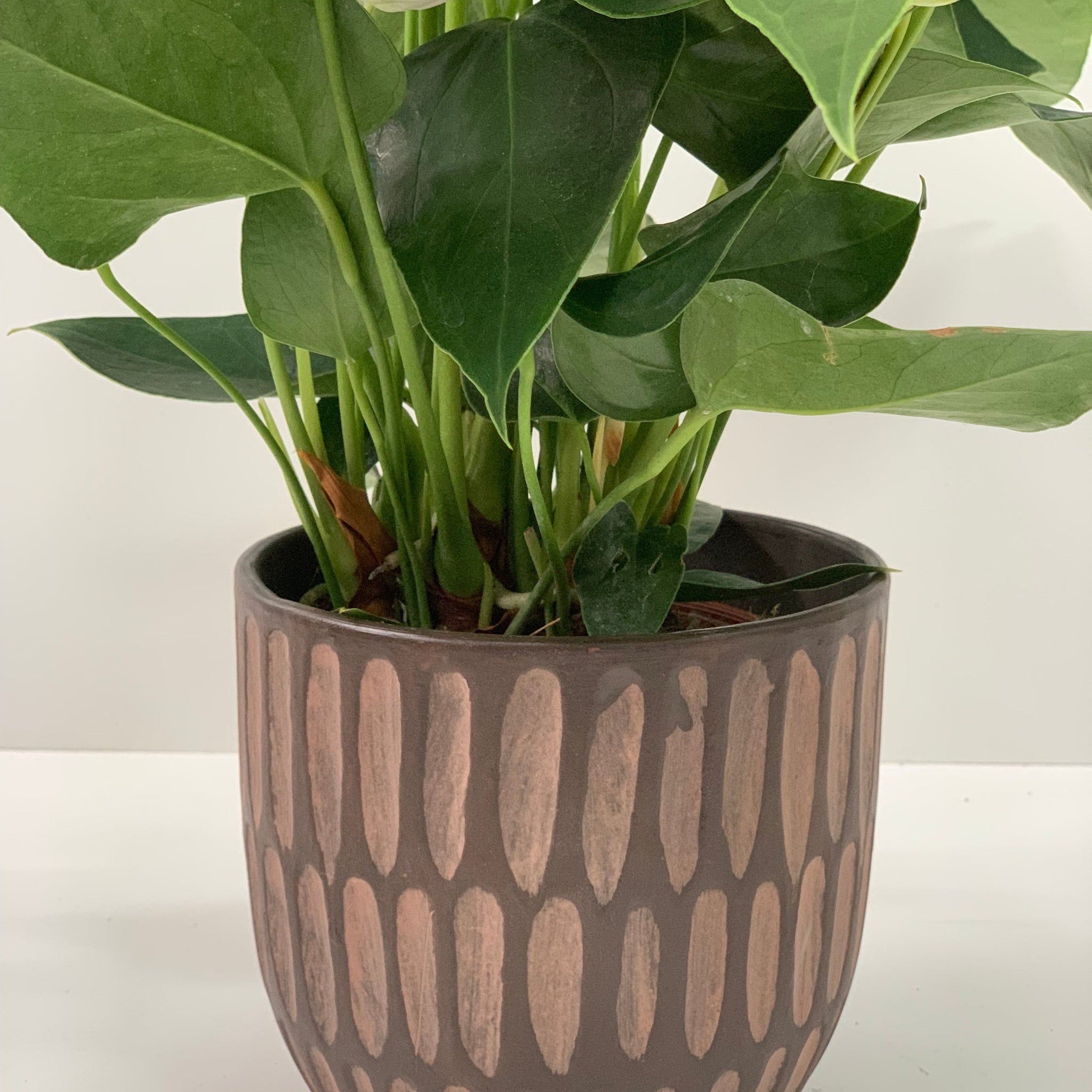 Anthurium - Candy Floss Pink