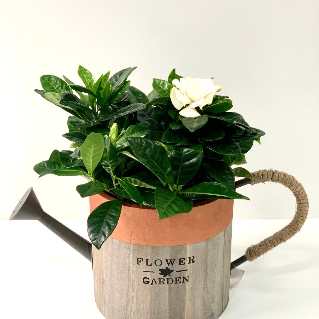 Gardenia Jasminoides | 1.5L Growers Pot
