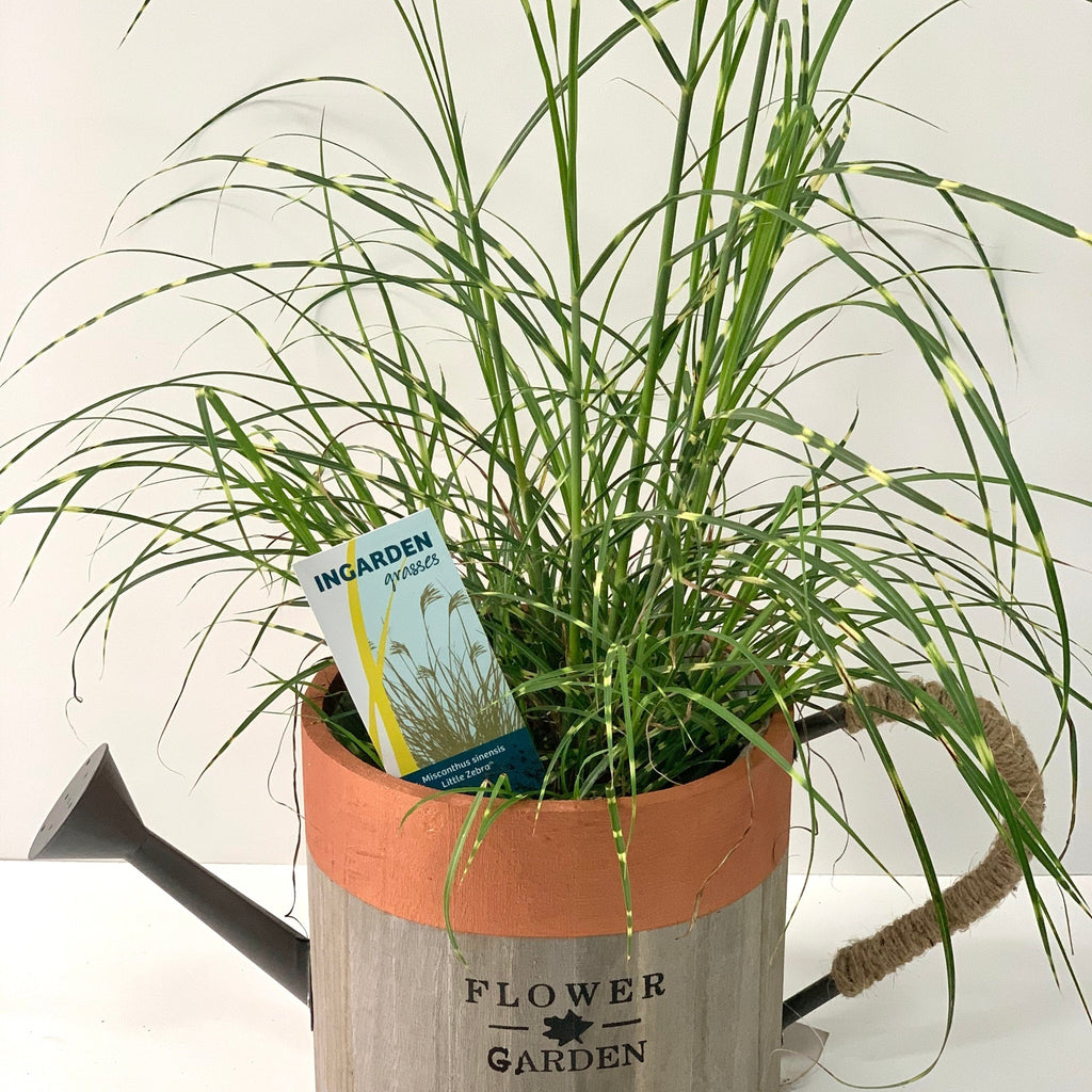Miscanthus sinensis 'Little Zebra' Grass (Including Gift Wrap)