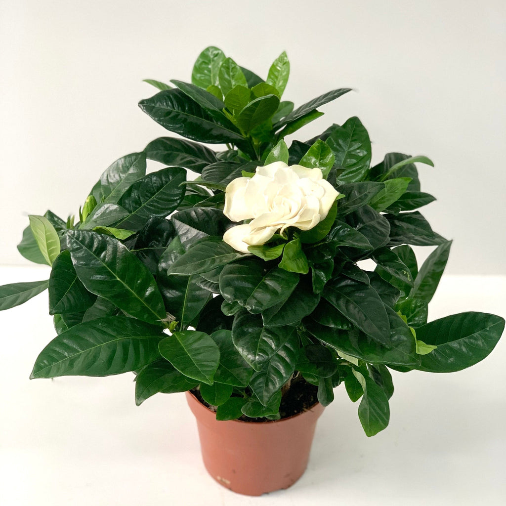 Gardenia Jasminoides | 1.5L Growers Pot