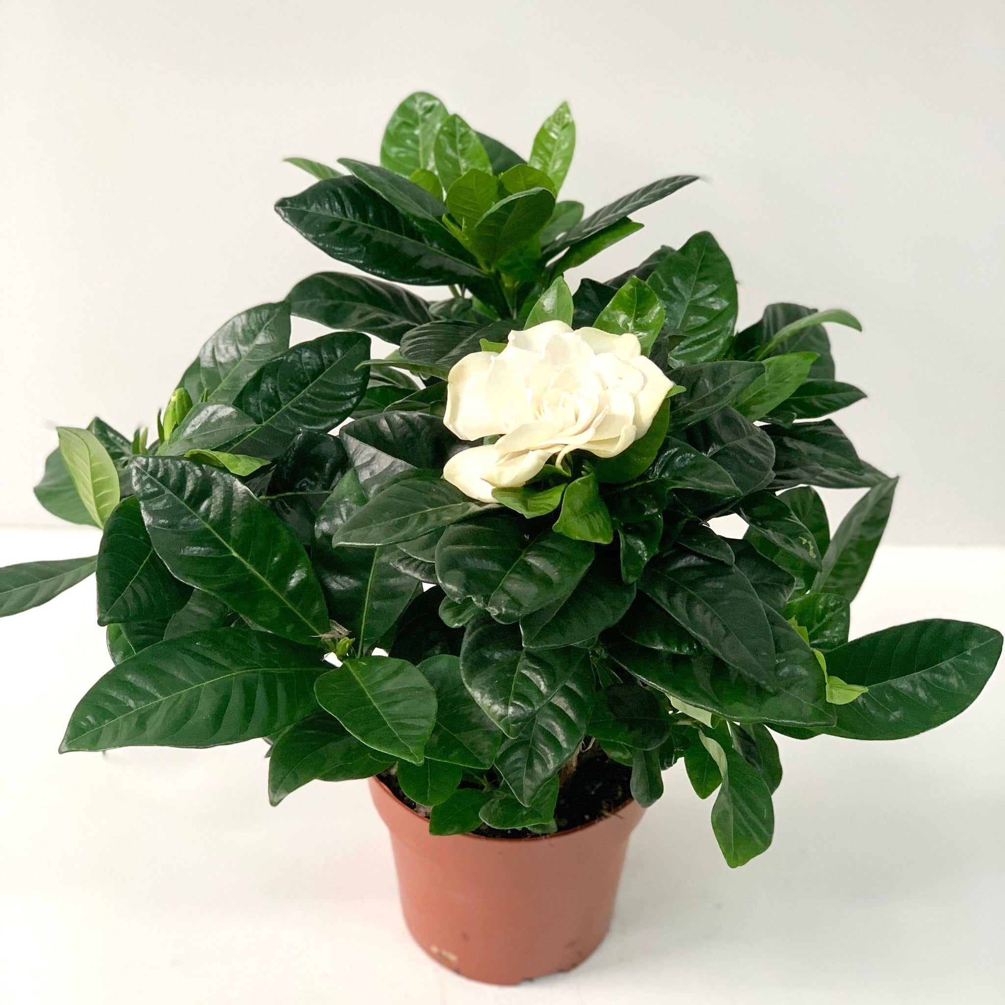 Gardenia Jasminoides | 1.5L Growers Pot