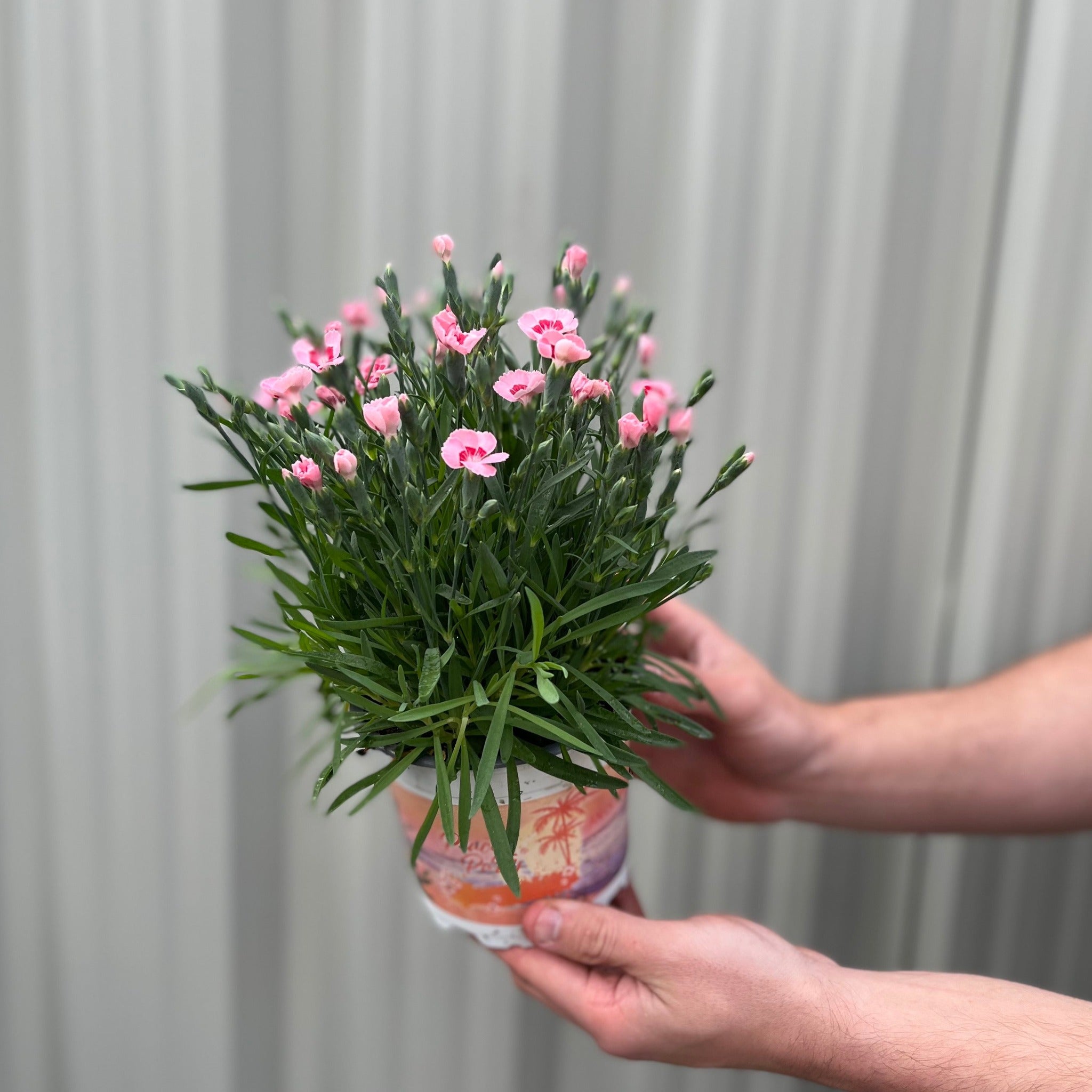 Dianthus Peach Party 9cm