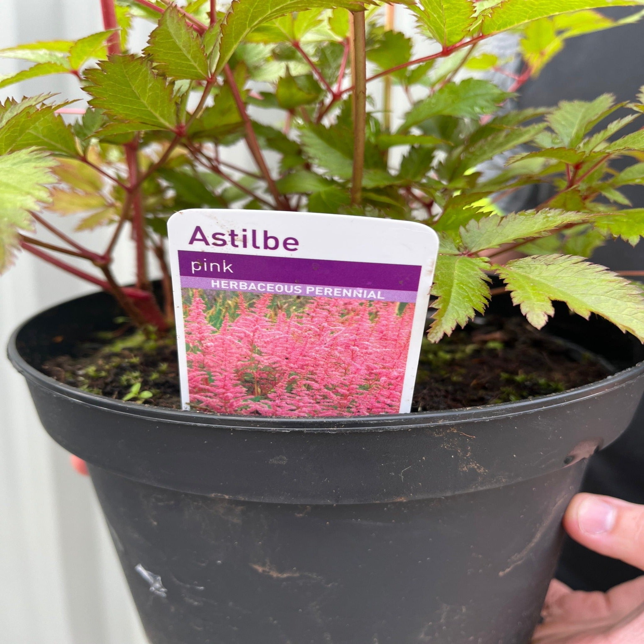 Astilbe Pink 2L