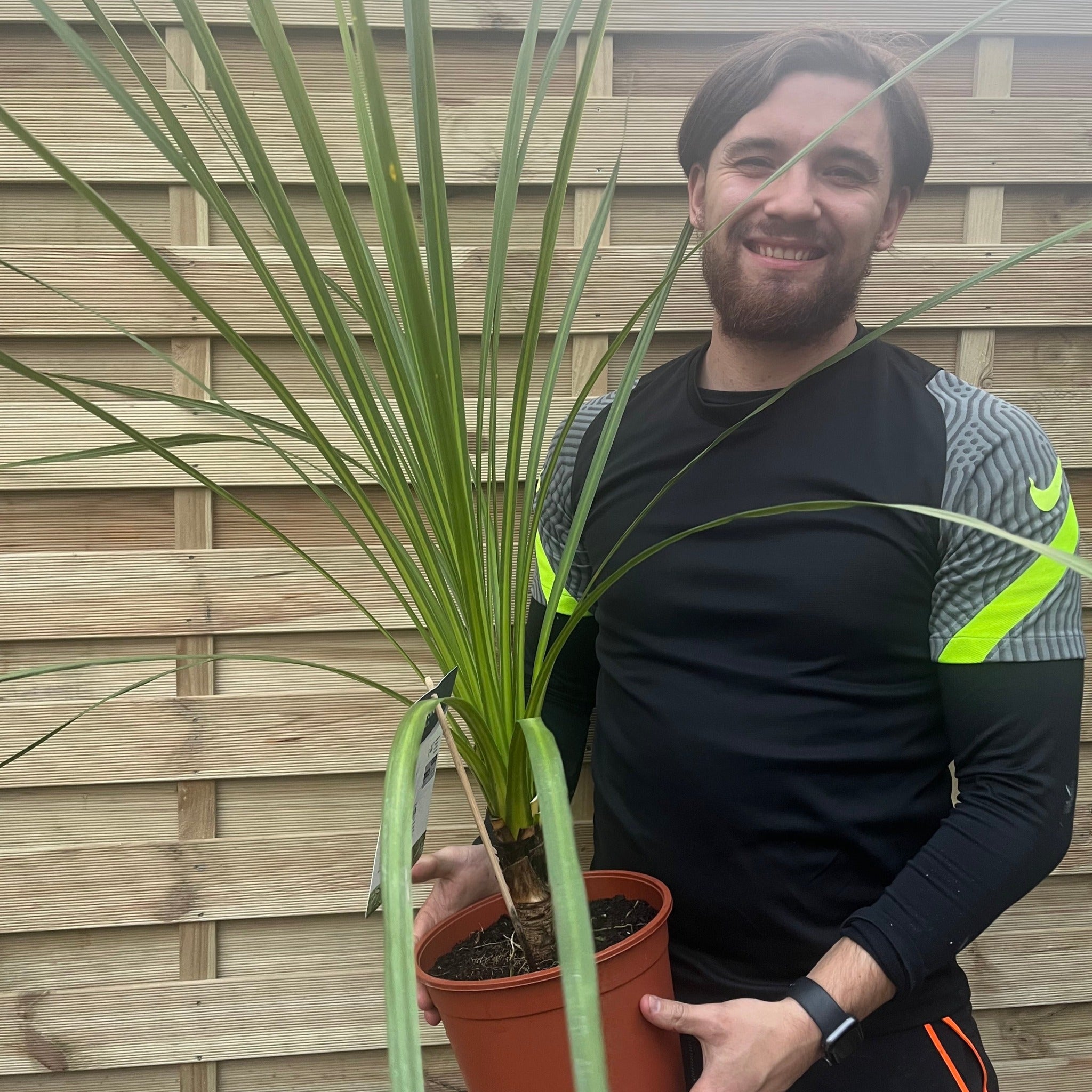 Cordyline australis Green | 1m-1.2m | SOLD AS SEEN