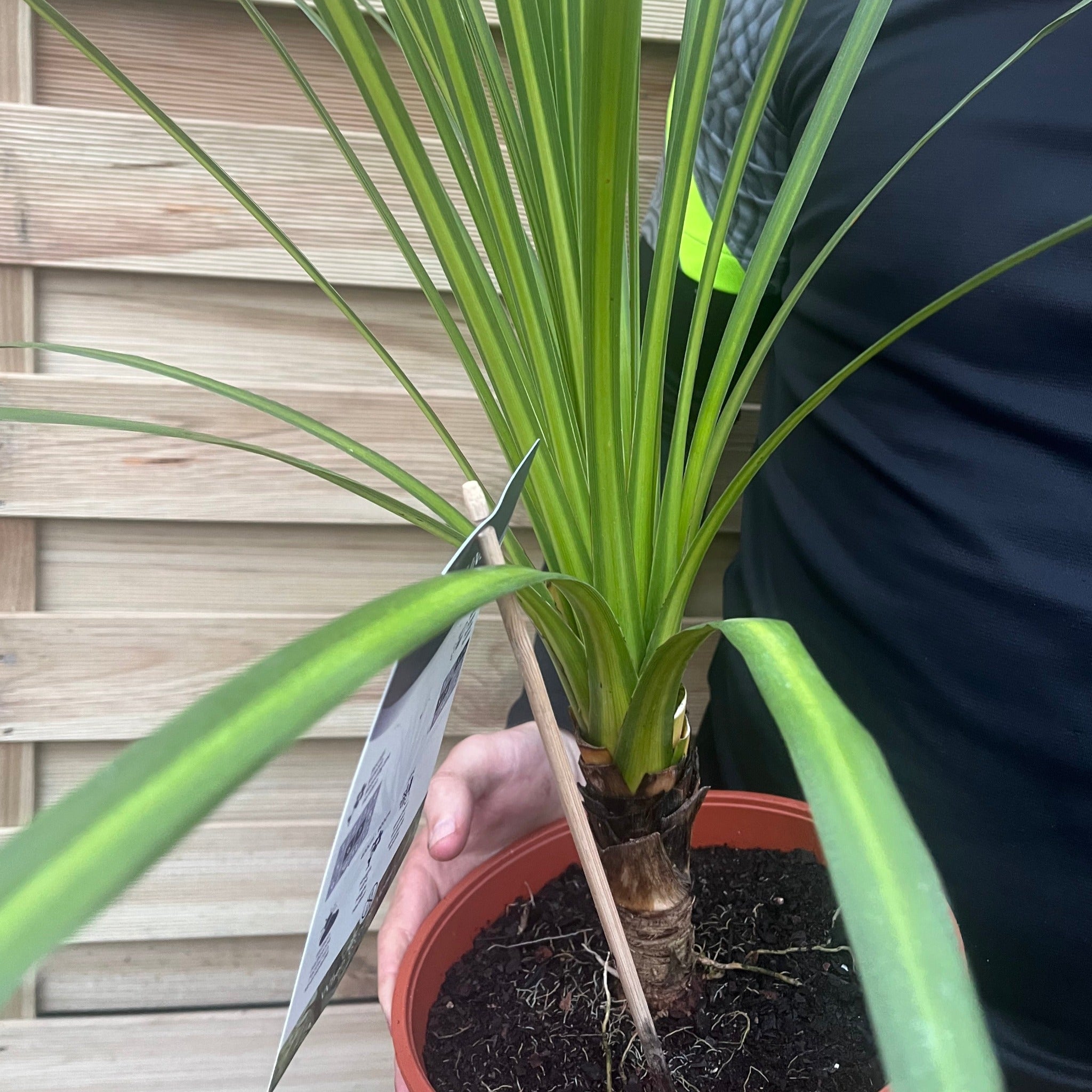 Cordyline australis Green | 1m-1.2m | SOLD AS SEEN