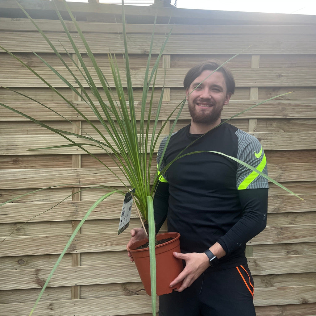 Cordyline australis Green | 1m-1.2m | SOLD AS SEEN