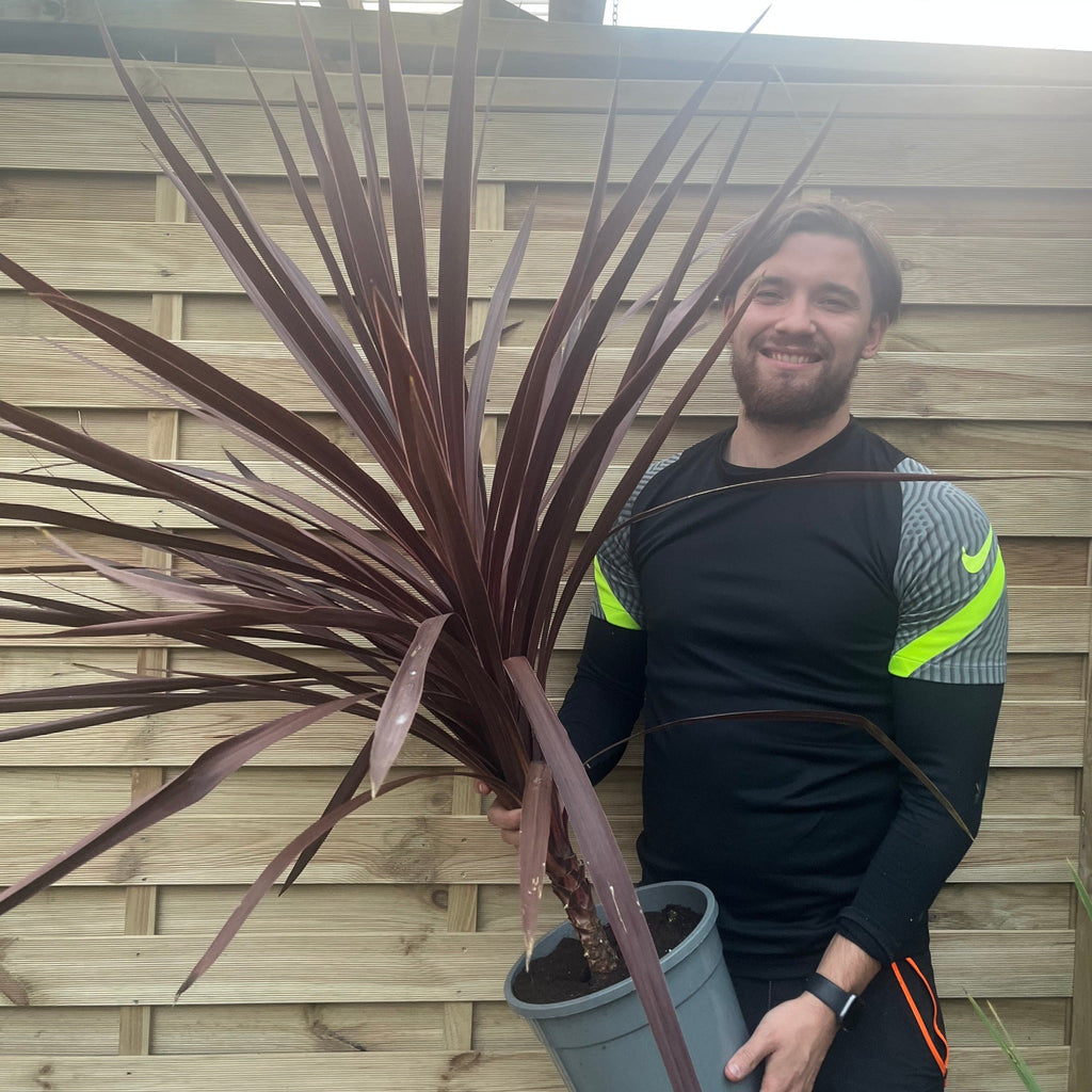 Cordyline australis Red Star 1M SOLD AS SEEN
